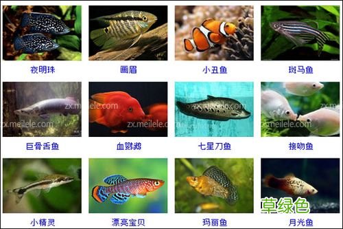 鱼类大全看图识鱼 鱼类