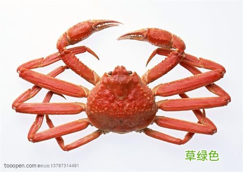 大闸蟹批发 大闸蟹