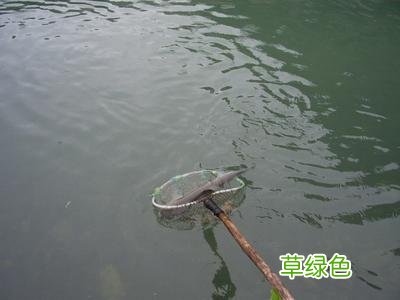钓场钓皖鱼饵料配方