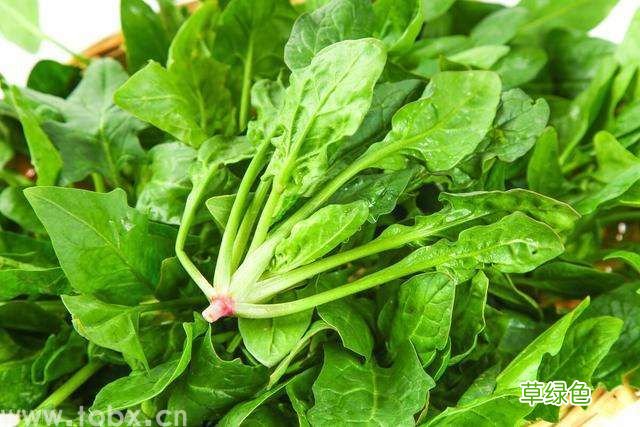 适合孕妇春季吃的蔬菜