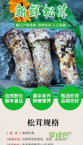 雅江松茸交易市场