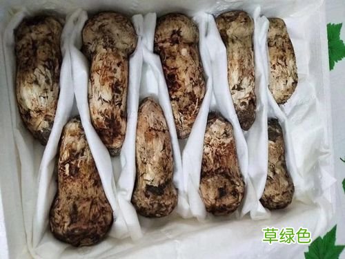 雅江松茸交易市场