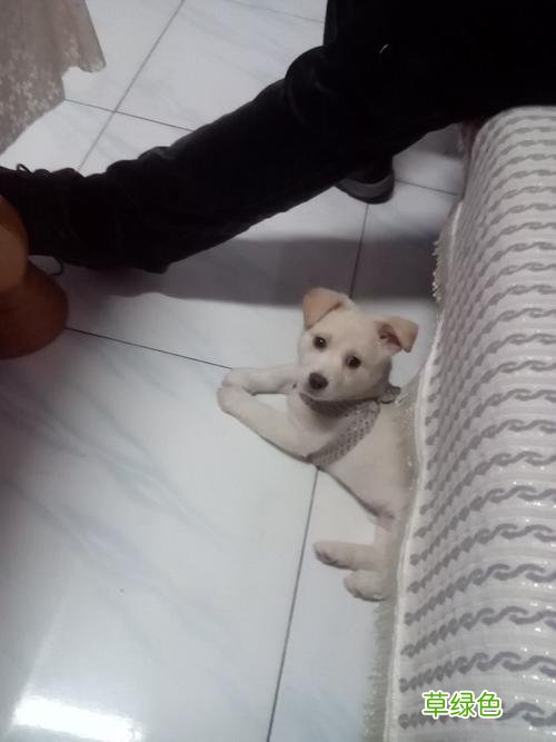 扎狗狗扎狗狗我要扎狗狗 狗狗加狗狗家狗狗加狗狗