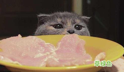 猫咪疫苗 猫干粮