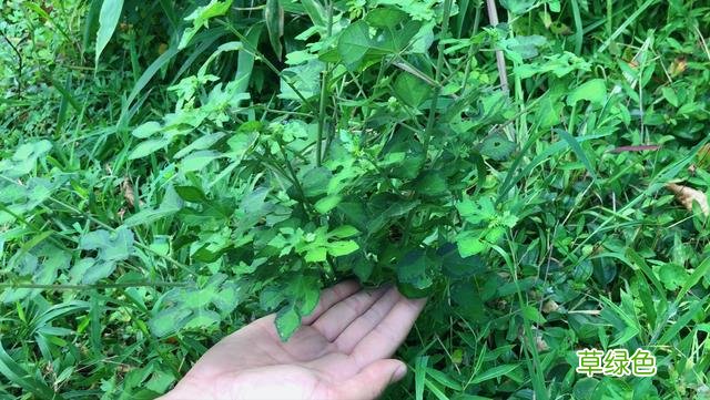 梵天花的药用功效 中药材梵天花的功效