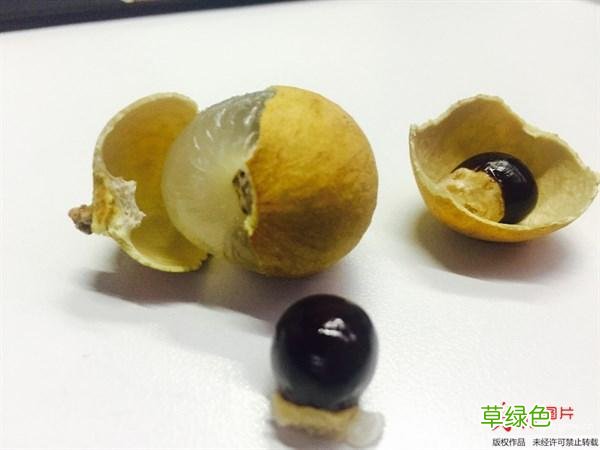 中药龙眼的主要功效是啥 中药龙眼的主要功效是