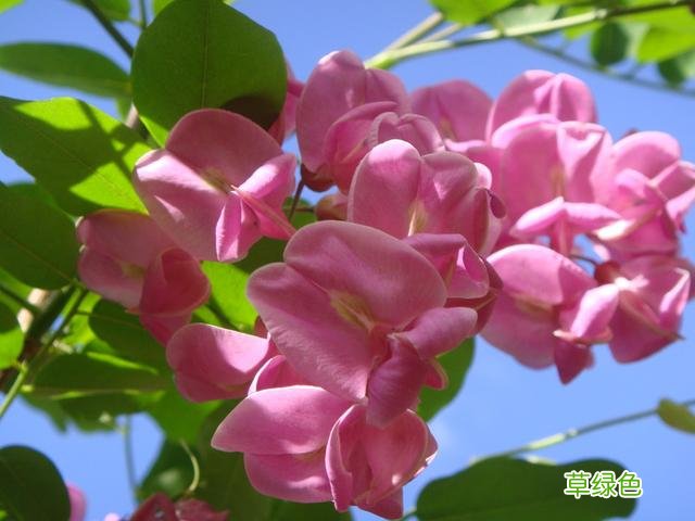 中药槐花的功效与作用是什么 中药槐花的功效