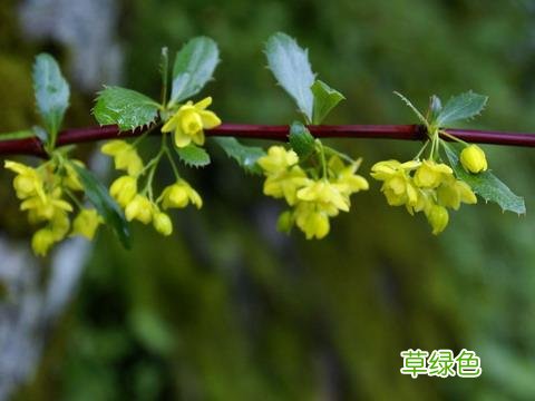 水杨酸的作用和功效 小蘖作用与功效