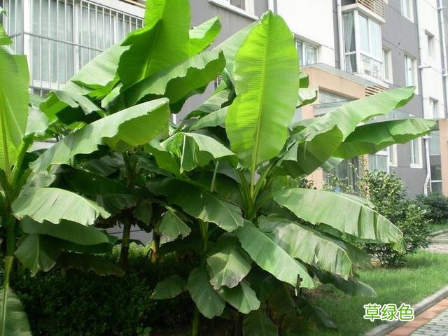 柞树叶子的功效 柞树叶的功效与作用