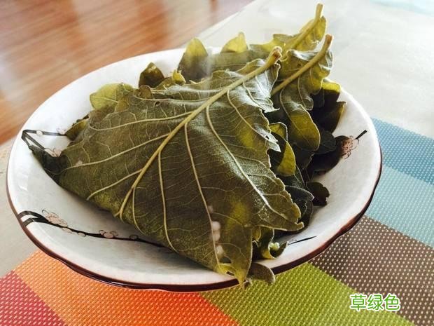 柞树叶子的功效 柞树叶的功效与作用