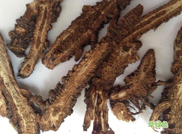 羌活有什么功效与作用 羌和的功效与作用