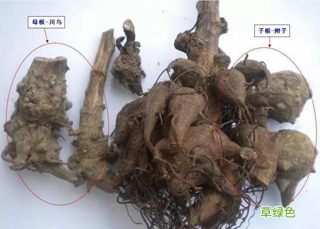 乌头的功效与作用别名 乌头的功效与作用