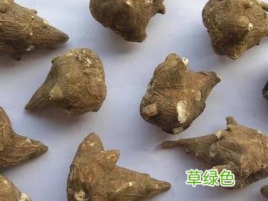 乌头的功效与作用别名 乌头的功效与作用