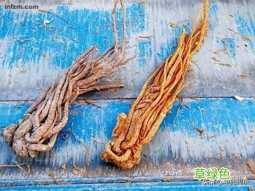 当归尾的作用与功效与禁忌 当归尾的作用与功效