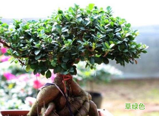 榕树汁液有什么作用和功效 榕树汁液的功效与作用