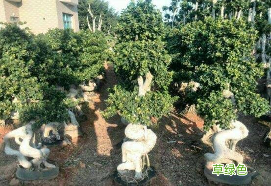 榕树汁液有什么作用和功效 榕树汁液的功效与作用