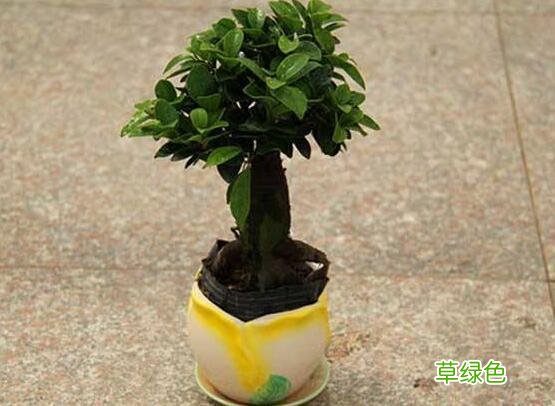 榕树汁液有什么作用和功效 榕树汁液的功效与作用