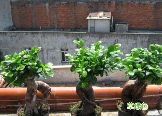榕树汁液有什么作用和功效 榕树汁液的功效与作用