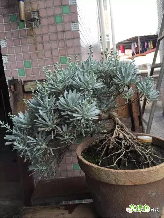 芙蓉菊的功效与作用及禁忌 芙蓉菊的功效与作用