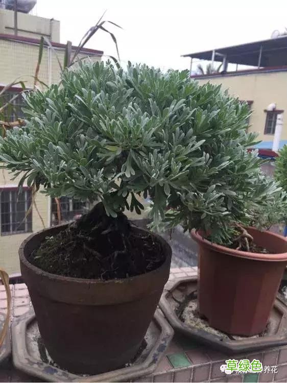 芙蓉菊的功效与作用及禁忌 芙蓉菊的功效与作用