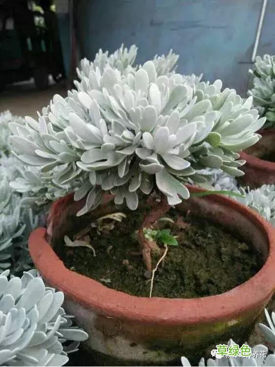 芙蓉菊的功效与作用及禁忌 芙蓉菊的功效与作用