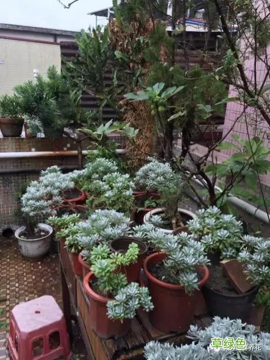 芙蓉菊的功效与作用及禁忌 芙蓉菊的功效与作用