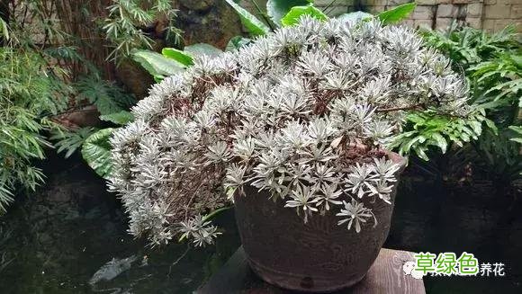 芙蓉菊的功效与作用及禁忌 芙蓉菊的功效与作用