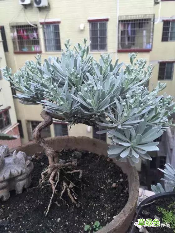 芙蓉菊的功效与作用及禁忌 芙蓉菊的功效与作用