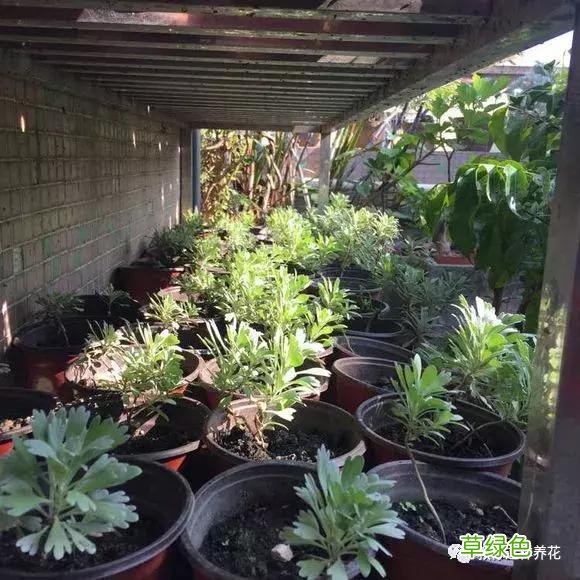 芙蓉菊的功效与作用及禁忌 芙蓉菊的功效与作用