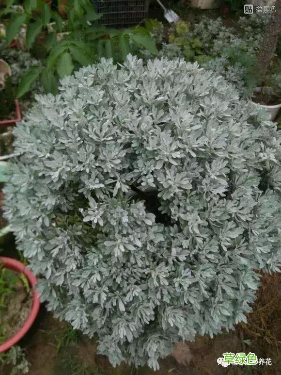 芙蓉菊的功效与作用及禁忌 芙蓉菊的功效与作用
