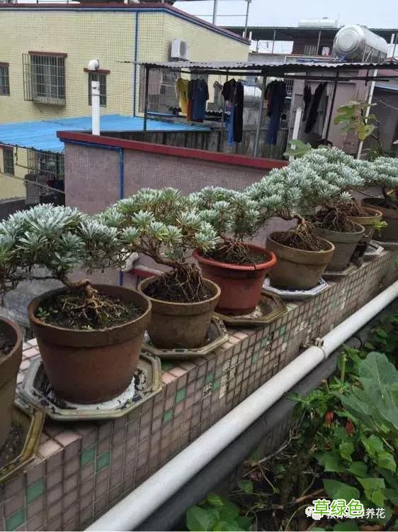 芙蓉菊的功效与作用及禁忌 芙蓉菊的功效与作用