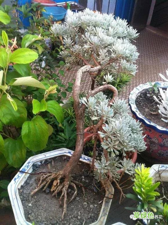 芙蓉菊的功效与作用及禁忌 芙蓉菊的功效与作用