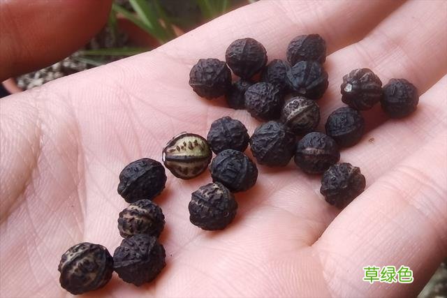 白胭脂根的功效和禁忌 白胭脂根的功效