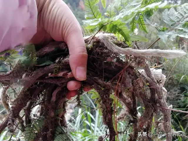 圆盖阴石蕨的功效与作用 圆盖阴石蕨的功效
