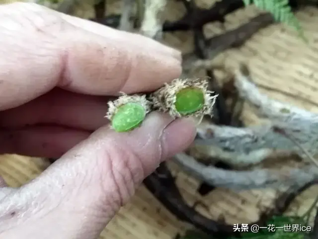 圆盖阴石蕨的功效与作用 圆盖阴石蕨的功效