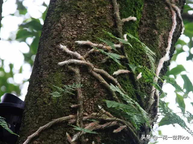 圆盖阴石蕨的功效与作用 圆盖阴石蕨的功效