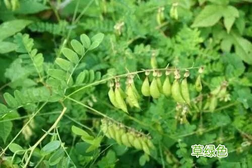 杭州品种繁多黄芪