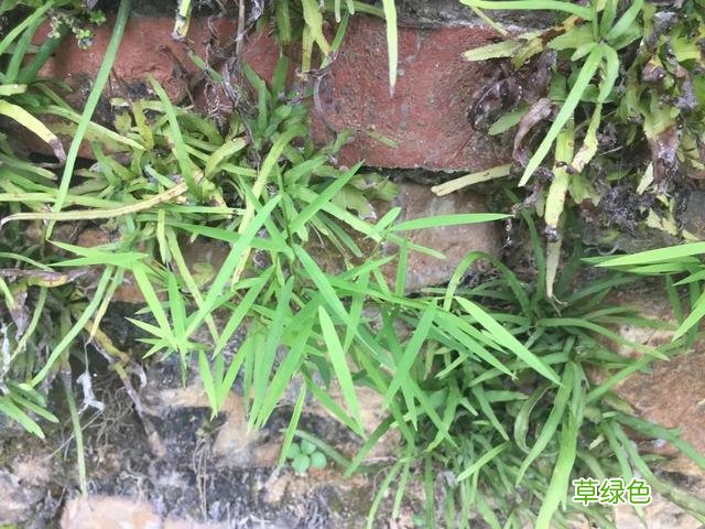 黄毛草的功效与作用 黄毛草功效与作用