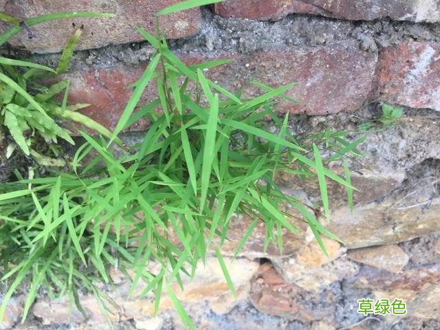 黄毛草的功效与作用 黄毛草功效与作用