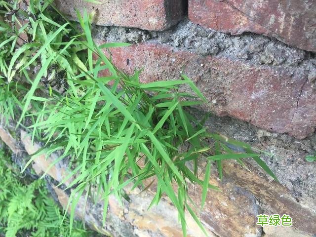 黄毛草的功效与作用 黄毛草功效与作用