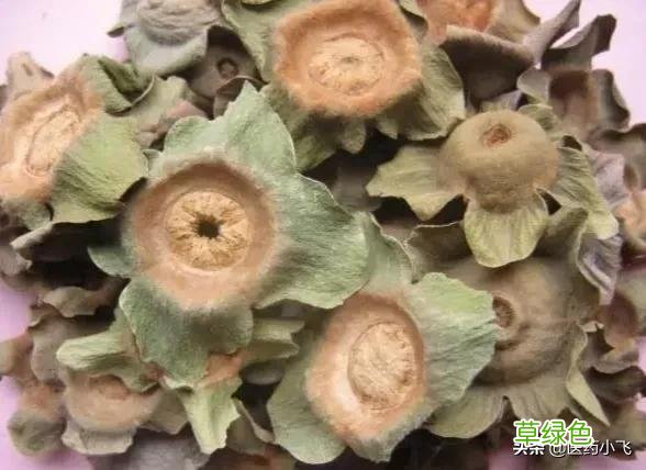 茄子蒂的功效 带柄柿蒂的功效