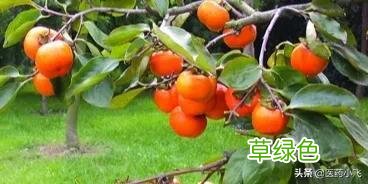 茄子蒂的功效 带柄柿蒂的功效