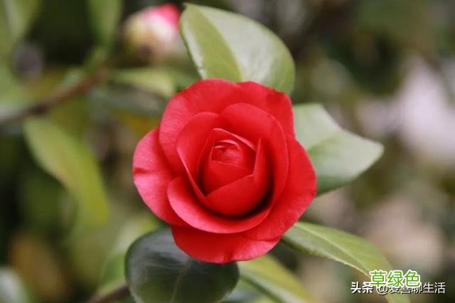 迎春花茶的功效与作用 迎春花茶的功效