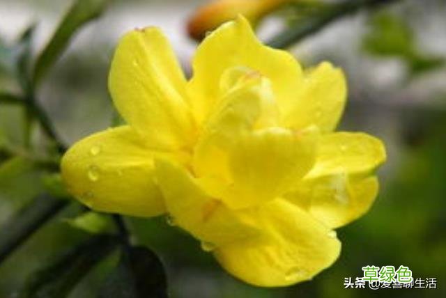 迎春花茶的功效与作用 迎春花茶的功效