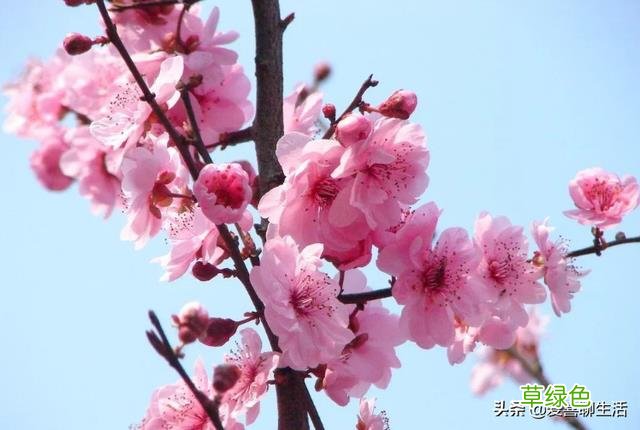 迎春花茶的功效与作用 迎春花茶的功效