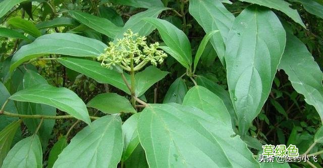 中药茜草的功效与作用点 中药茜草的功效与作用