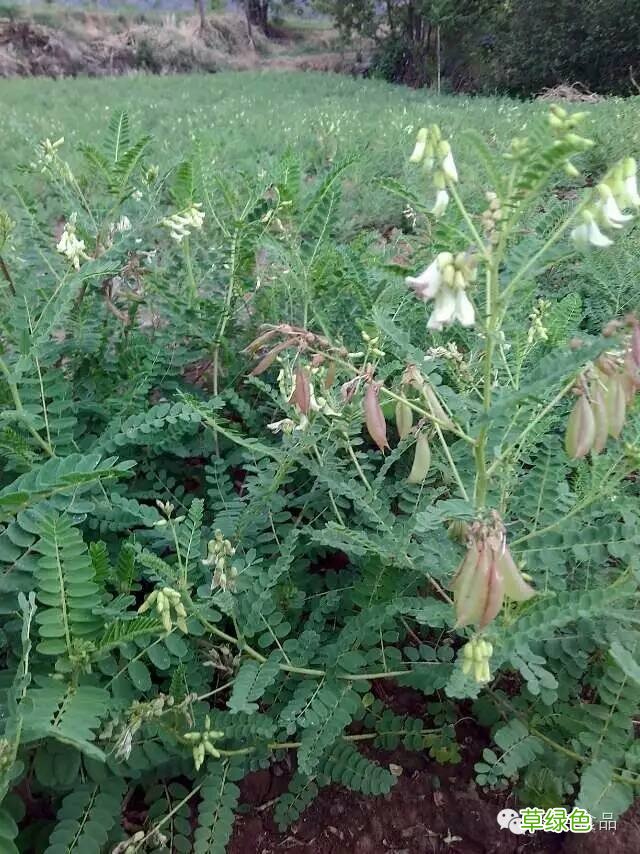 吃柿子喝黄芪水有没影响