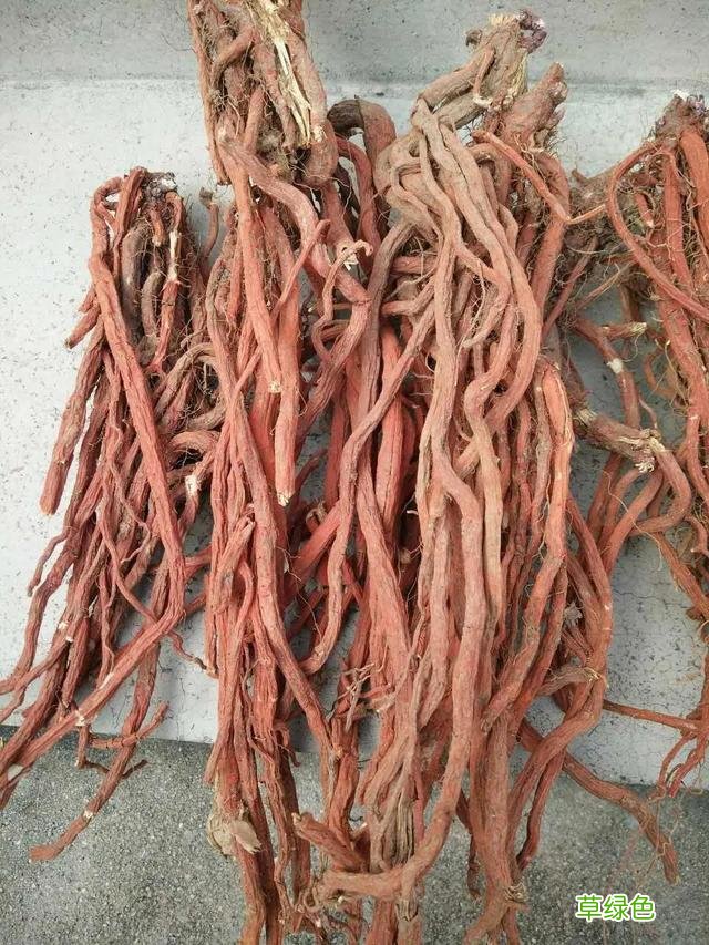 中草药丹参的功效与作用图片 中草药丹参的功效与作用
