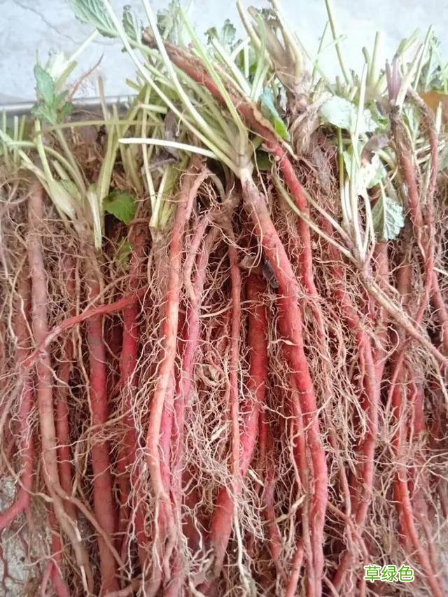 中草药丹参的功效与作用图片 中草药丹参的功效与作用