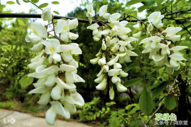槐花的功效与归经 槐花功效与归经